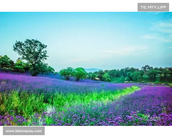 这片花海美到无法呼吸,仿佛进入了梦幻的甜蜜世界 这片花海美到无法呼吸,仿佛进入了梦幻的甜蜜世界